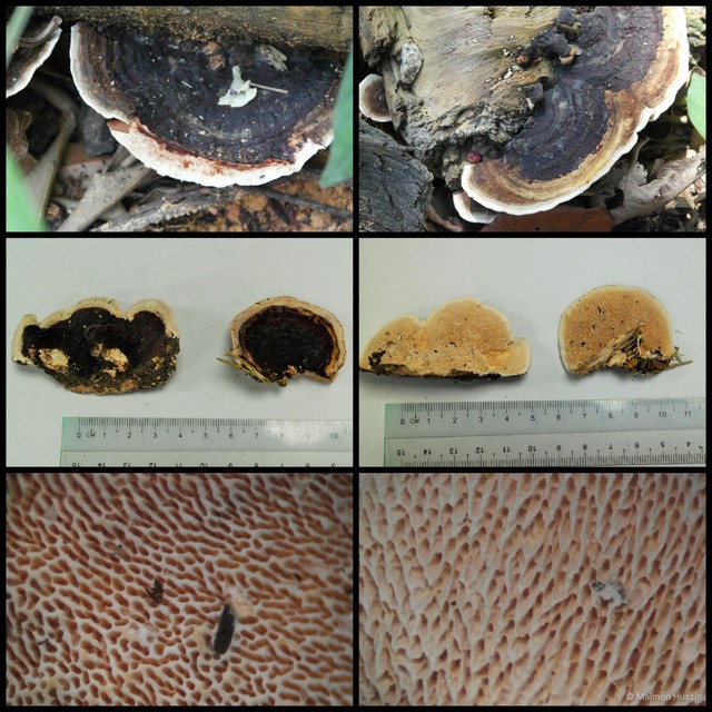 Earliella scabrosa