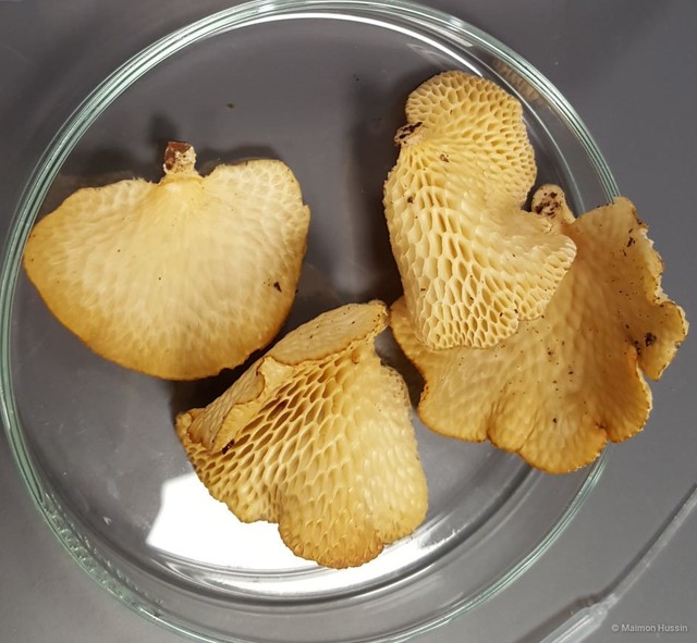 Favolus roseus • © Maimon Hussin • All Rights Reserved