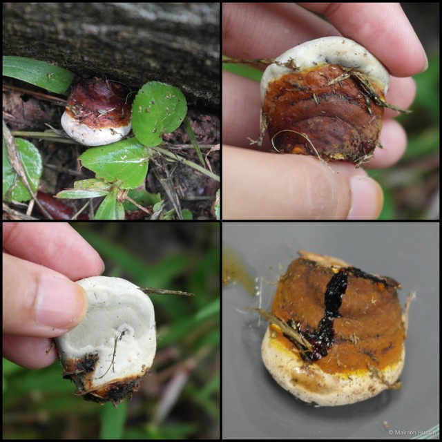 Ganoderma sp. "1" • © Maimon Hussin • All Rights Reserved