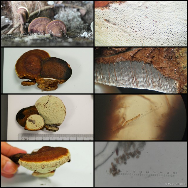 Ganoderma sp. "2" • © Maimon Hussin • All Rights Reserved