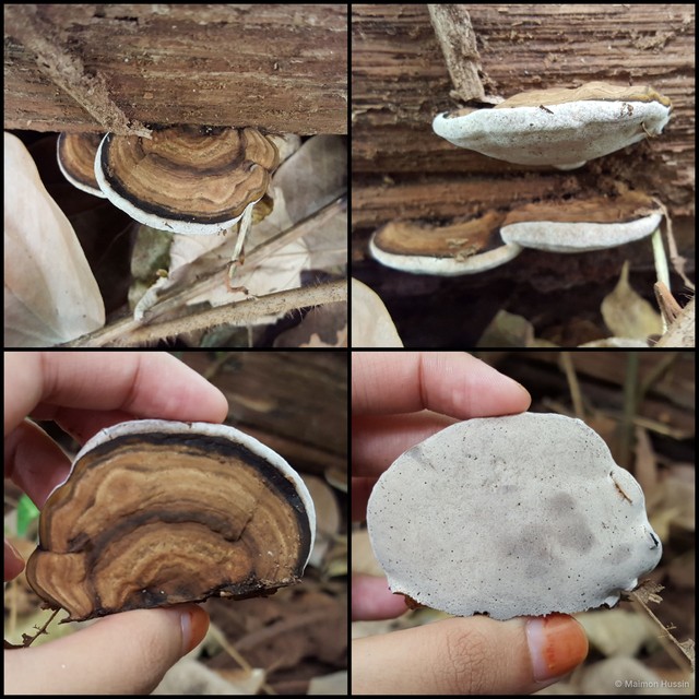 Ganoderma sp. "3" • © Maimon Hussin • All Rights Reserved