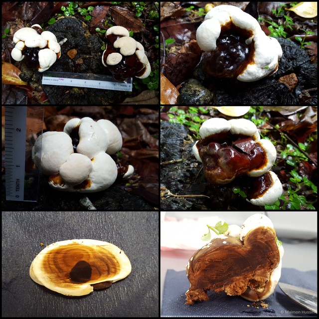 Ganoderma sp. "5" • © Maimon Hussin • All Rights Reserved
