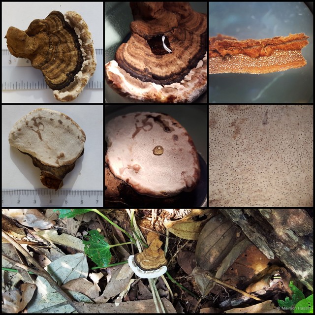 Ganoderma sp. "6" • © Maimon Hussin • All Rights Reserved