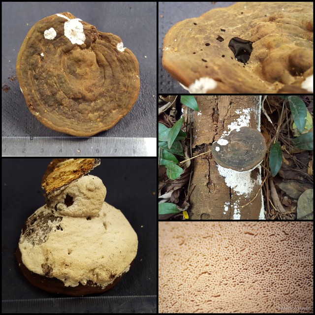 Ganoderma sp. "7" • © Maimon Hussin • All Rights Reserved