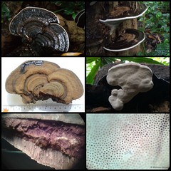 Ganoderma sp. "prop. applanatum/australe" • © Maimon Hussin • All Rights Reserved