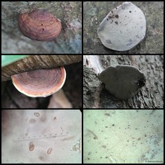 Ganoderma sp. "prop. applanatum/australe" • © Maimon Hussin • All Rights Reserved
