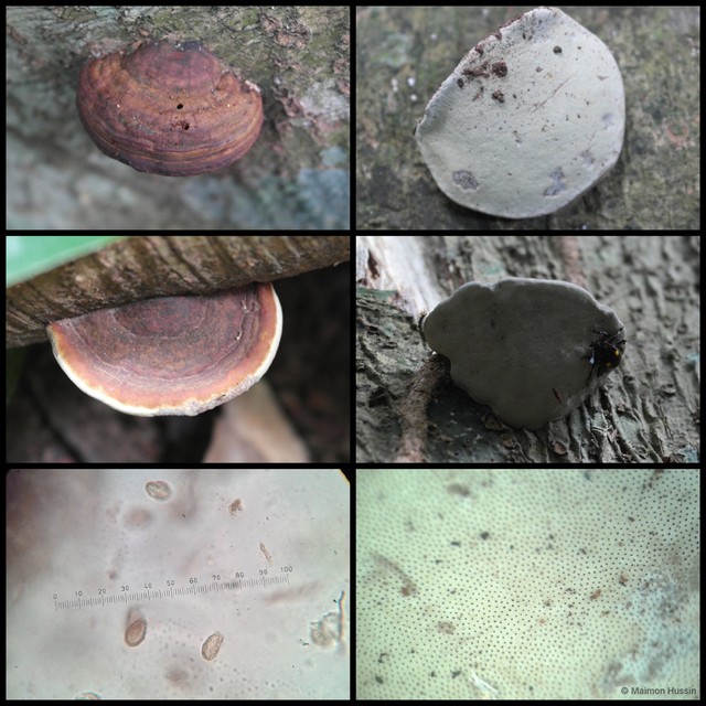Ganoderma sp. "prop. applanatum/australe"