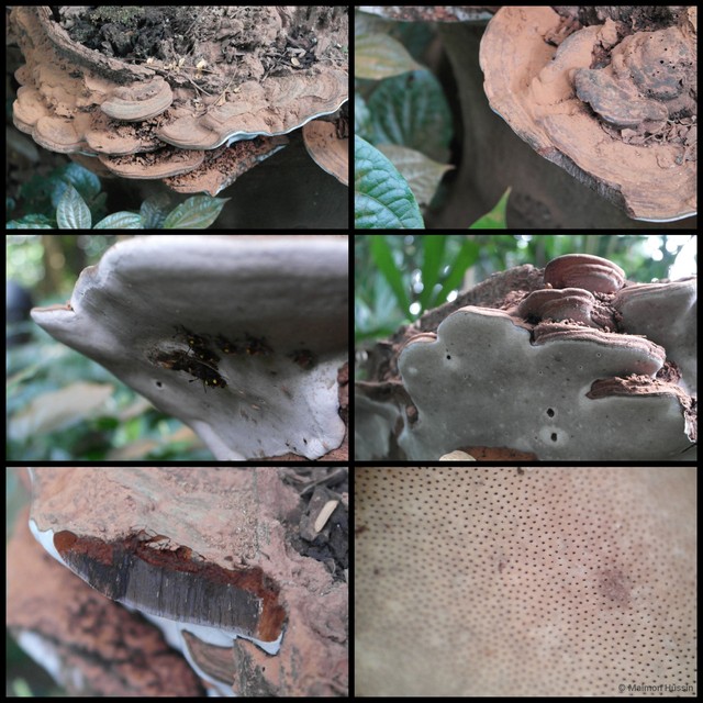 Ganoderma sp. "prop. applanatum/australe"