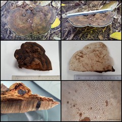 Ganoderma sp. "prop. applanatum/australe" • © Maimon Hussin • All Rights Reserved