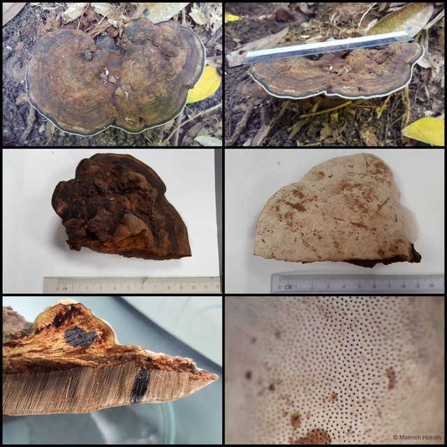 Ganoderma sp. "prop. applanatum/australe"
