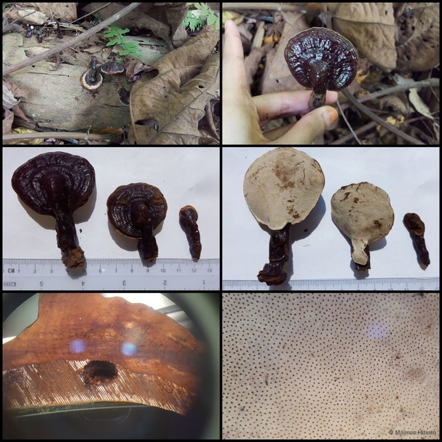 Ganoderma chalceum • © Maimon Hussin • All Rights Reserved