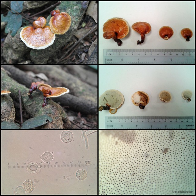 Ganoderma (Ganoderma) lucidum • © Maimon Hussin • All Rights Reserved
