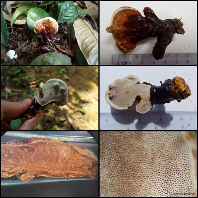 Ganoderma (Ganoderma) lucidum