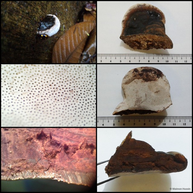 Ganoderma (Ganoderma) tropicum • © Maimon Hussin • All Rights Reserved