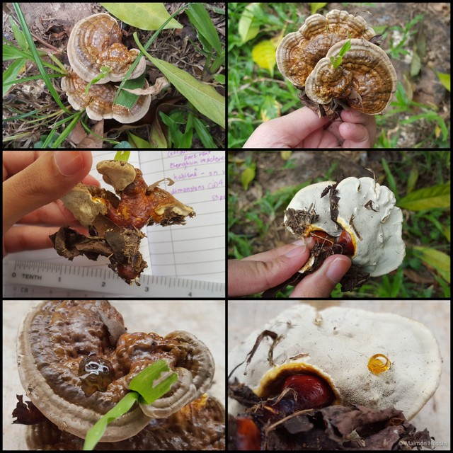 Ganoderma (Ganoderma) weberianum • © Maimon Hussin • All Rights Reserved