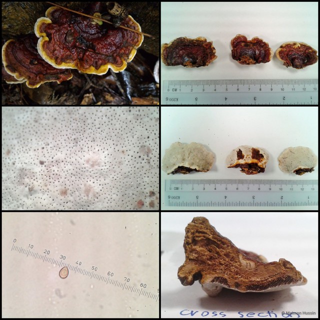 Ganoderma (Ganoderma) weberianum