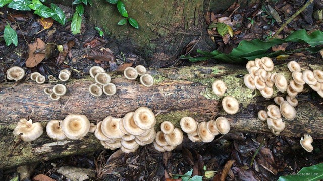 Lentinus sajor-caju • © Serena Lee • All Rights Reserved