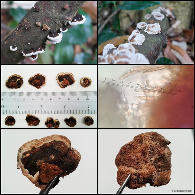 Microporus sp. "1" • © Maimon Hussin • All Rights Reserved