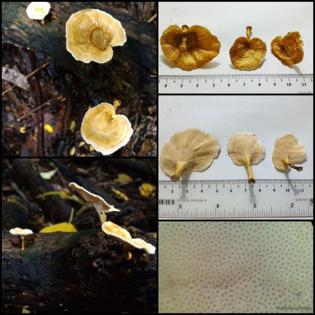 Microporus xanthopus • © Maimon Hussin • All Rights Reserved