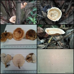 Microporus xanthopus • © Maimon Hussin • All Rights Reserved