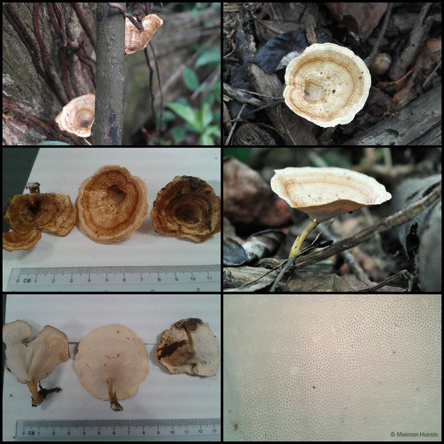 Microporus xanthopus