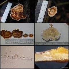 Microporus xanthopus • © Maimon Hussin • All Rights Reserved