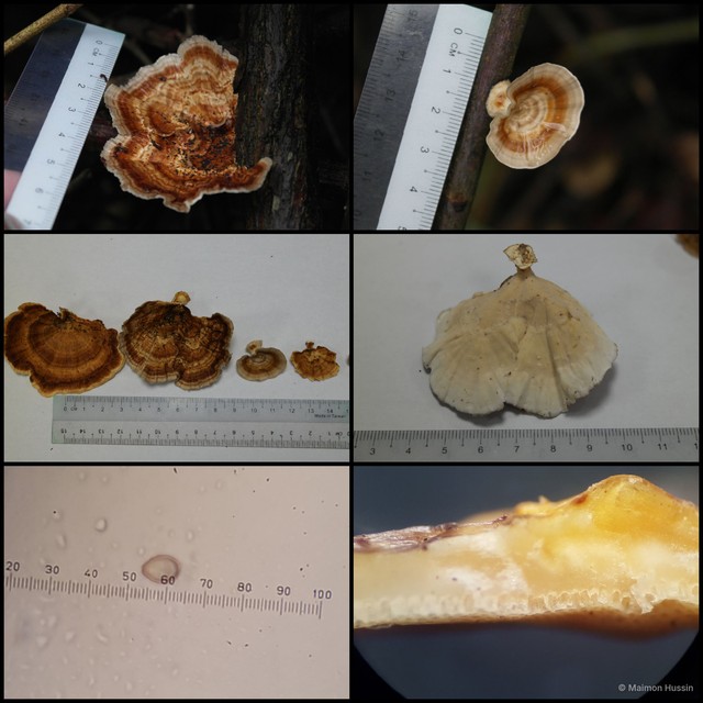 Microporus xanthopus
