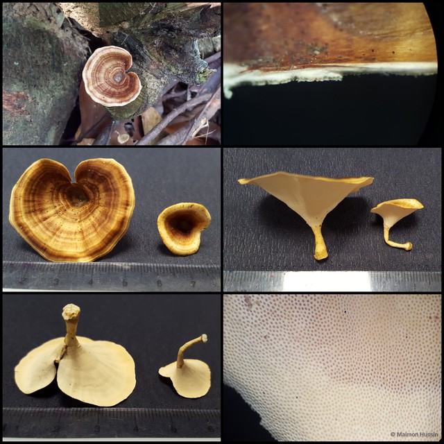Microporus xanthopus