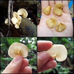 Neofavolus alveolaris • © Maimon Hussin • All Rights Reserved