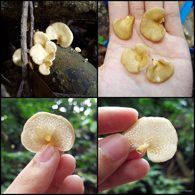 Neofavolus alveolaris • © Maimon Hussin • All Rights Reserved