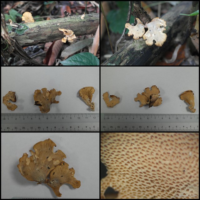 Polyporus sp. "1" • © Maimon Hussin • All Rights Reserved