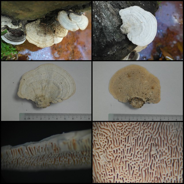 Trametes elegans
