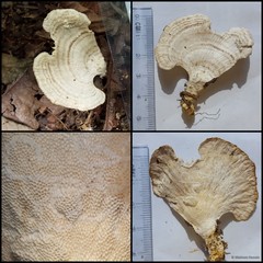 Trametes elegans • © Maimon Hussin • All Rights Reserved