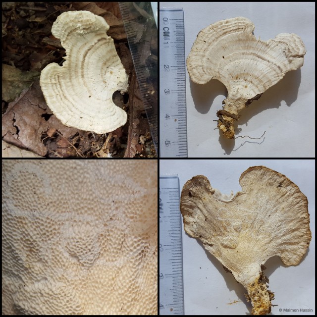 Trametes elegans