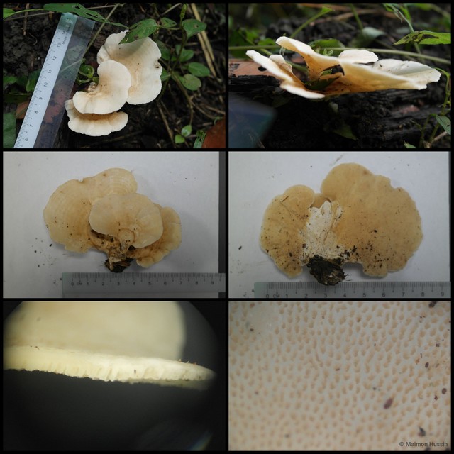 Trametes pubescens • © Maimon Hussin • All Rights Reserved