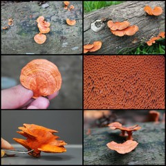 Trametes sanguinea • © Maimon Hussin • All Rights Reserved