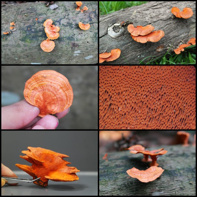 Trametes sanguinea • © Maimon Hussin • All Rights Reserved