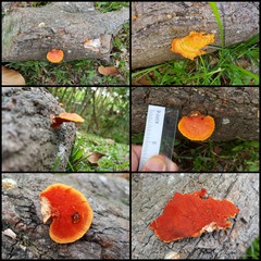 Trametes sanguinea • © Maimon Hussin • All Rights Reserved