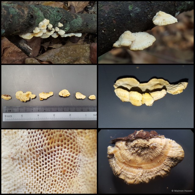 Truncospora ochroleuca • © Maimon Hussin • All Rights Reserved