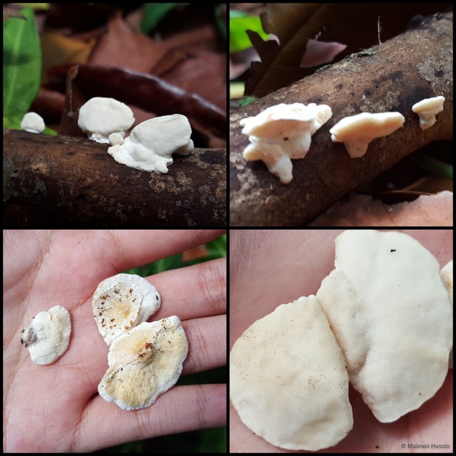 Truncospora ochroleuca
