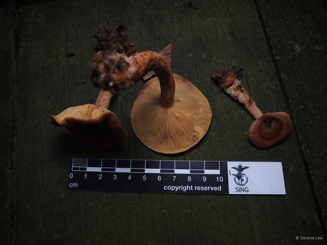 Lactarius sp. "1" • © Serena Lee • All Rights Reserved