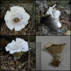 Russula sp. "1" • © Maimon Hussin • All Rights Reserved
