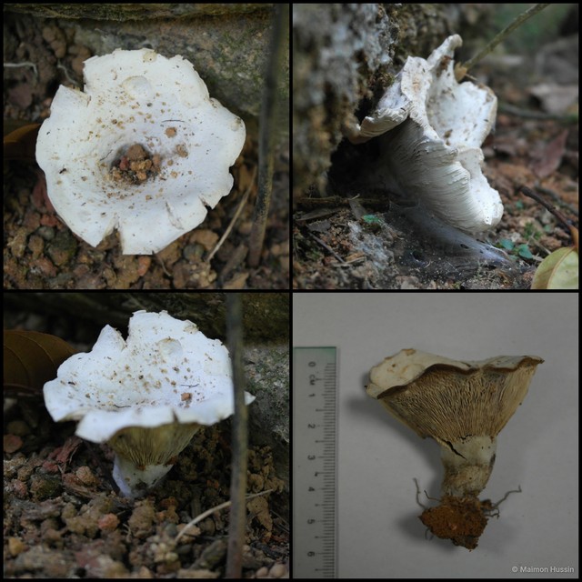 Russula sp. "1" • © Maimon Hussin • All Rights Reserved