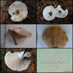 Russula sp. "1" • © Maimon Hussin • All Rights Reserved