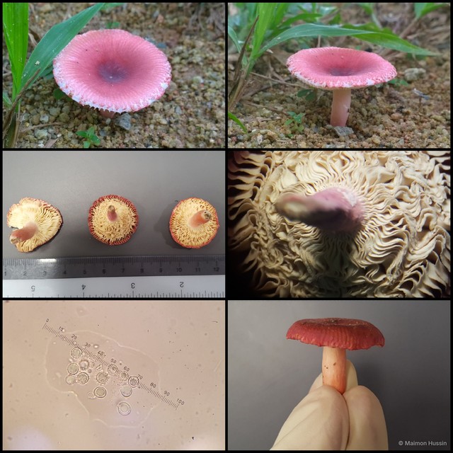Russula sp. "2" • © Maimon Hussin • All Rights Reserved