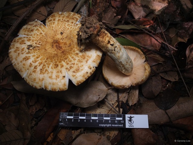 Russula (Heterophyllidiae) fragrantissima • © Serena Lee • All Rights Reserved