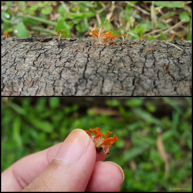 Calocera sp. "1" • © Maimon Hussin • All Rights Reserved