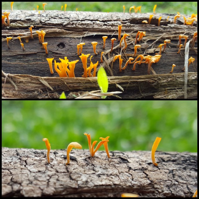 Dacrymyces spathularia • © Maimon Hussin • All Rights Reserved