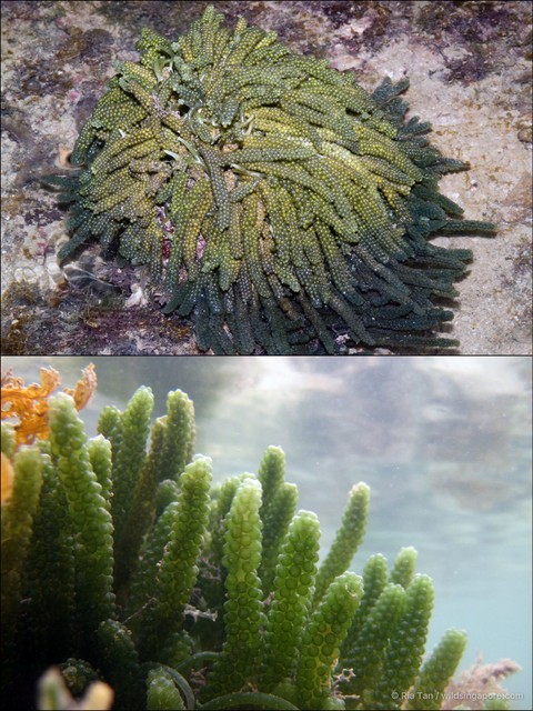 Caulerpa lentillifera • © Ria Tan • All Rights Reserved