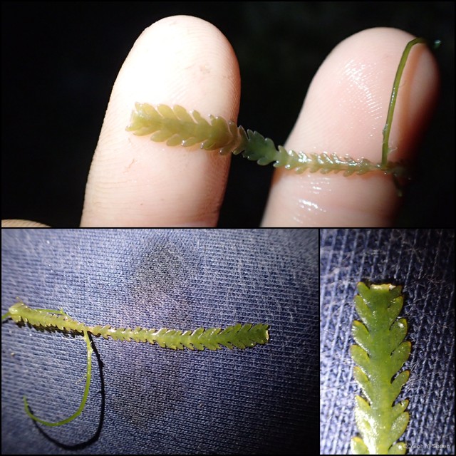 Caulerpa mexicana • © Yeoh Yi Shuen • All Rights Reserved